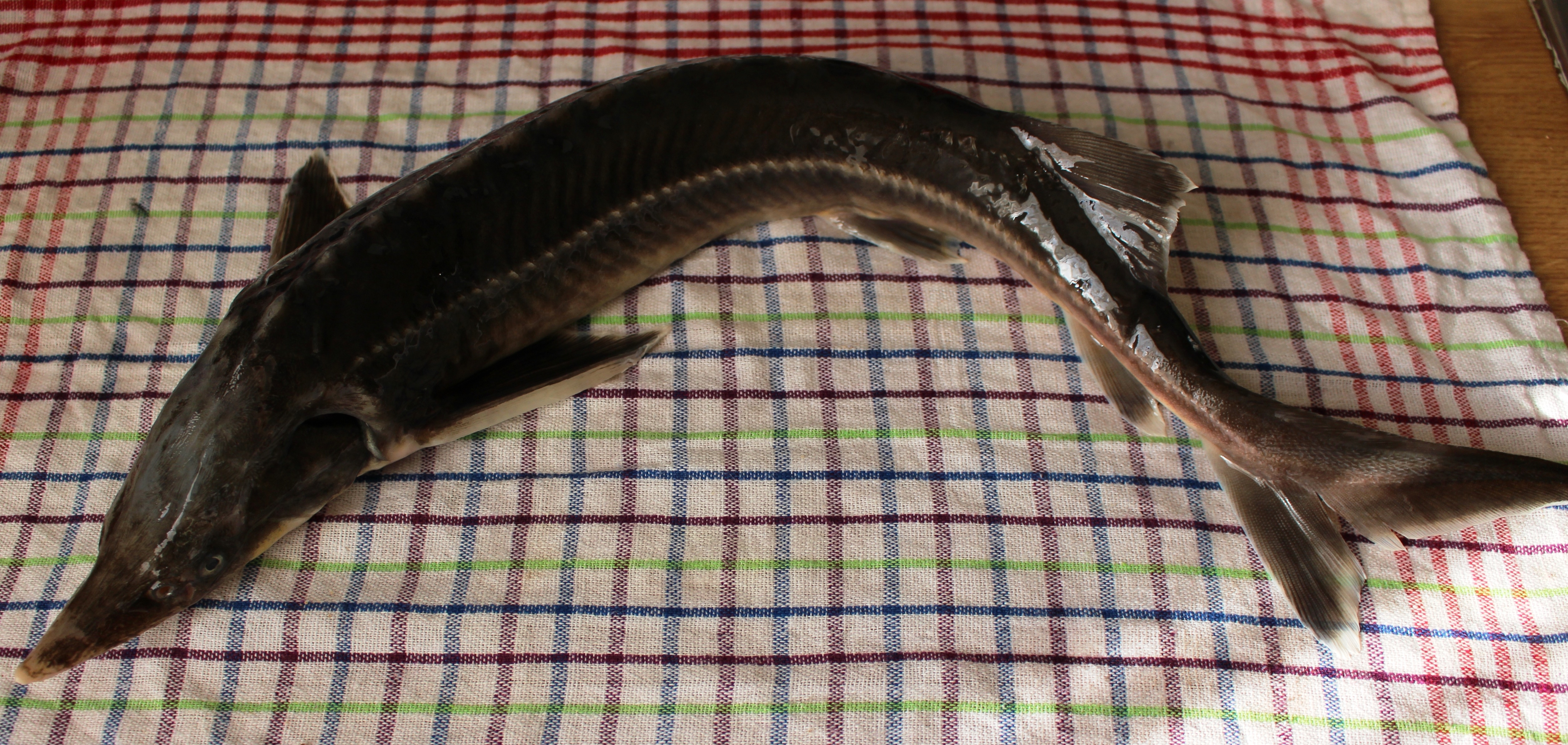 Kibontott kecsege