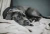 pexels-helen1-14738004