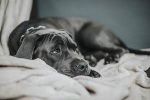 pexels-helen1-14738004